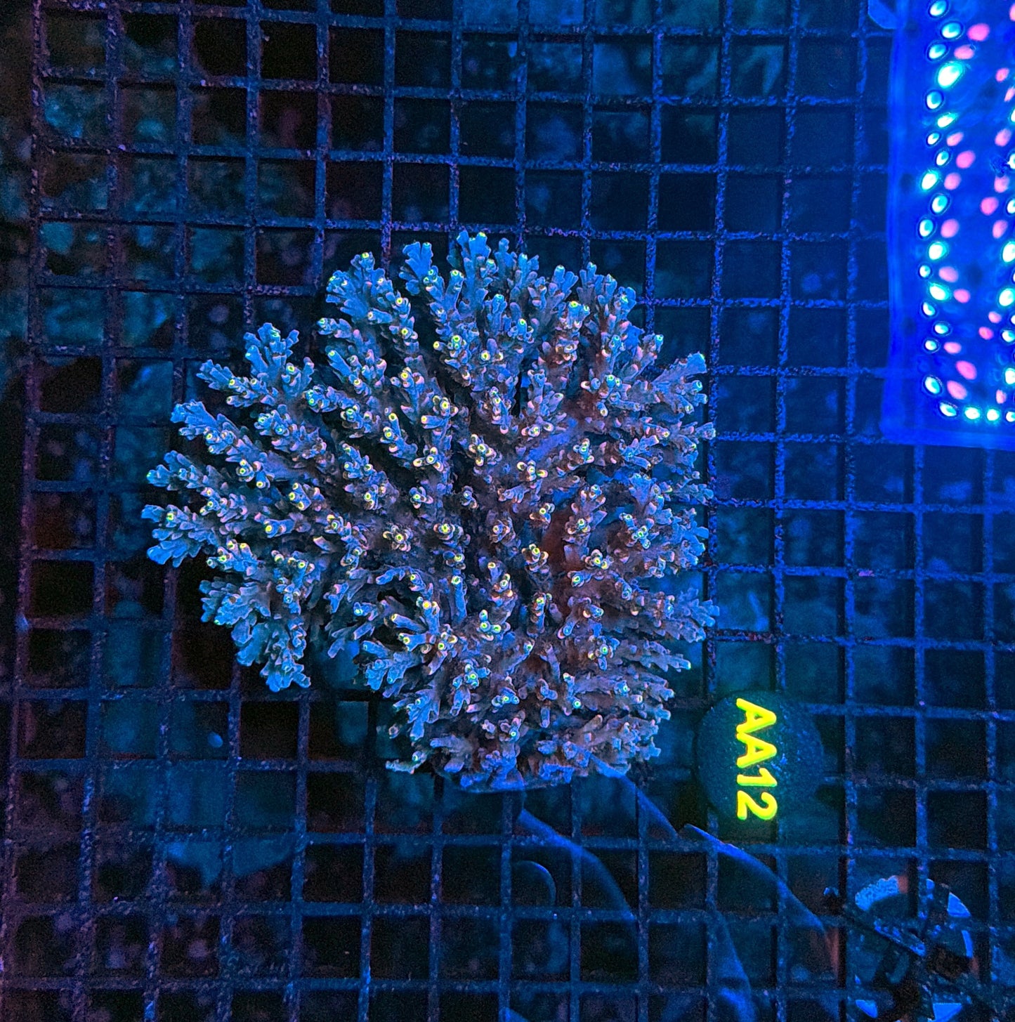 Malay Acro