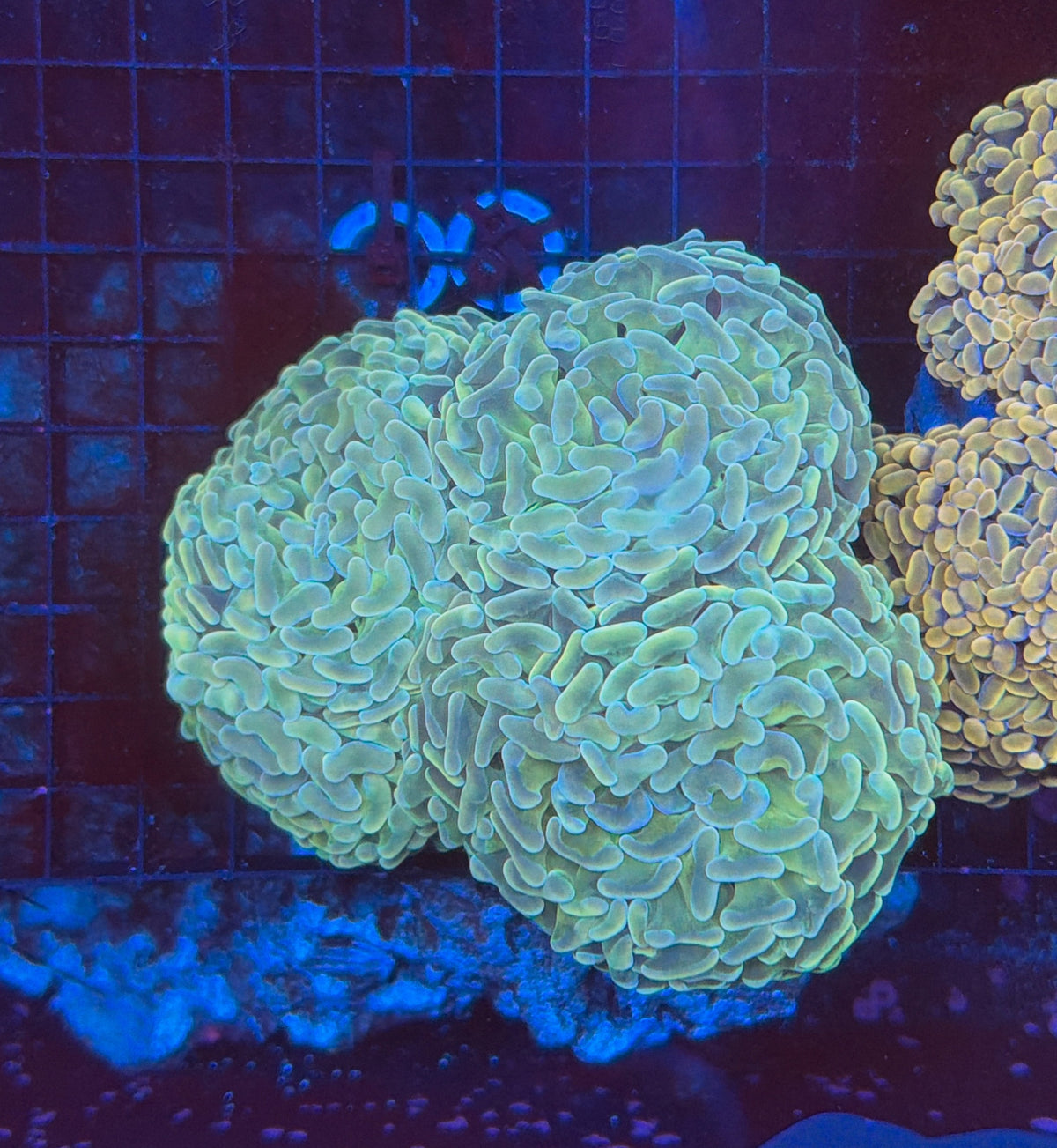 Indo SP Hammer colony