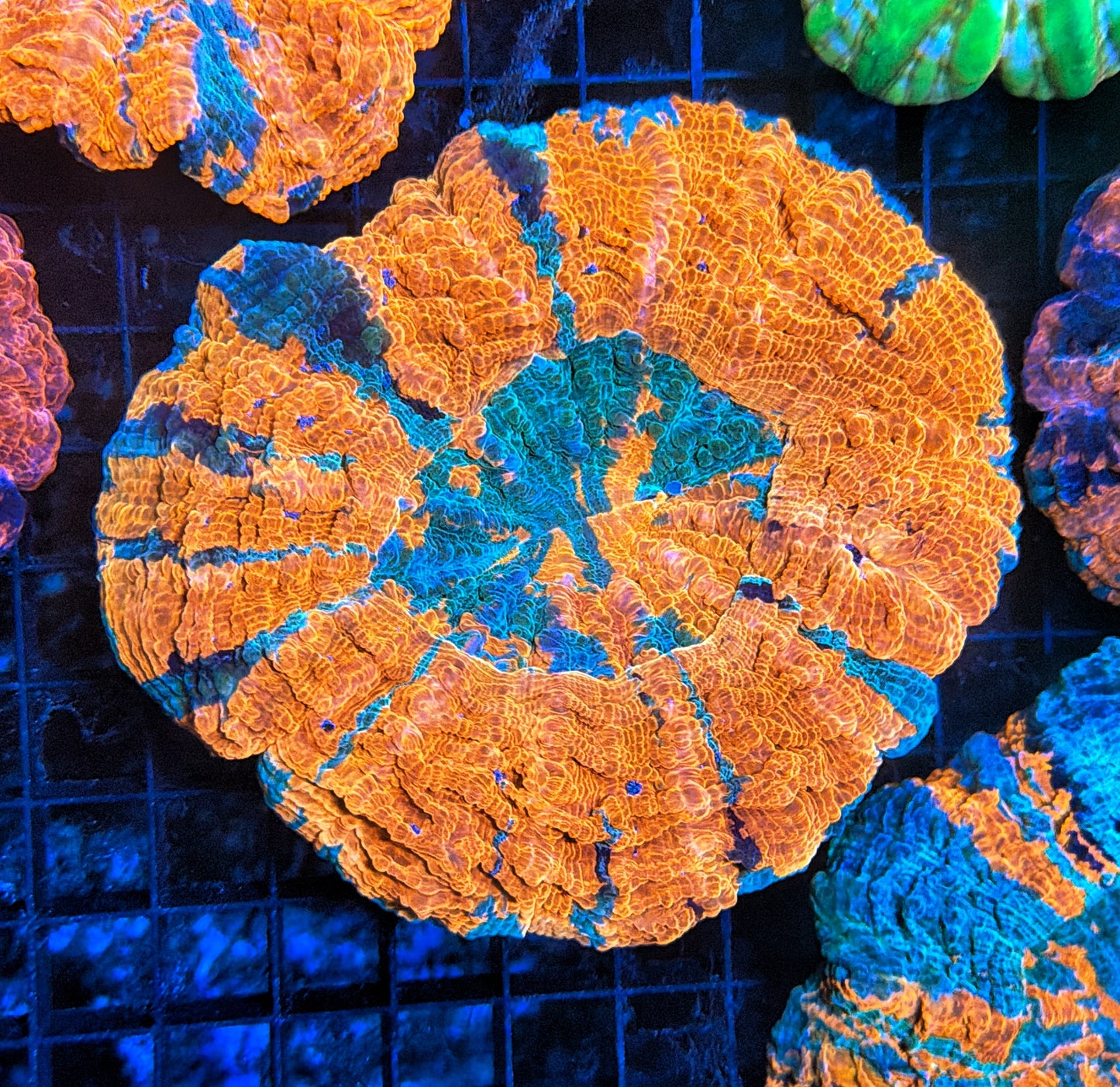 Rainbow Acantho