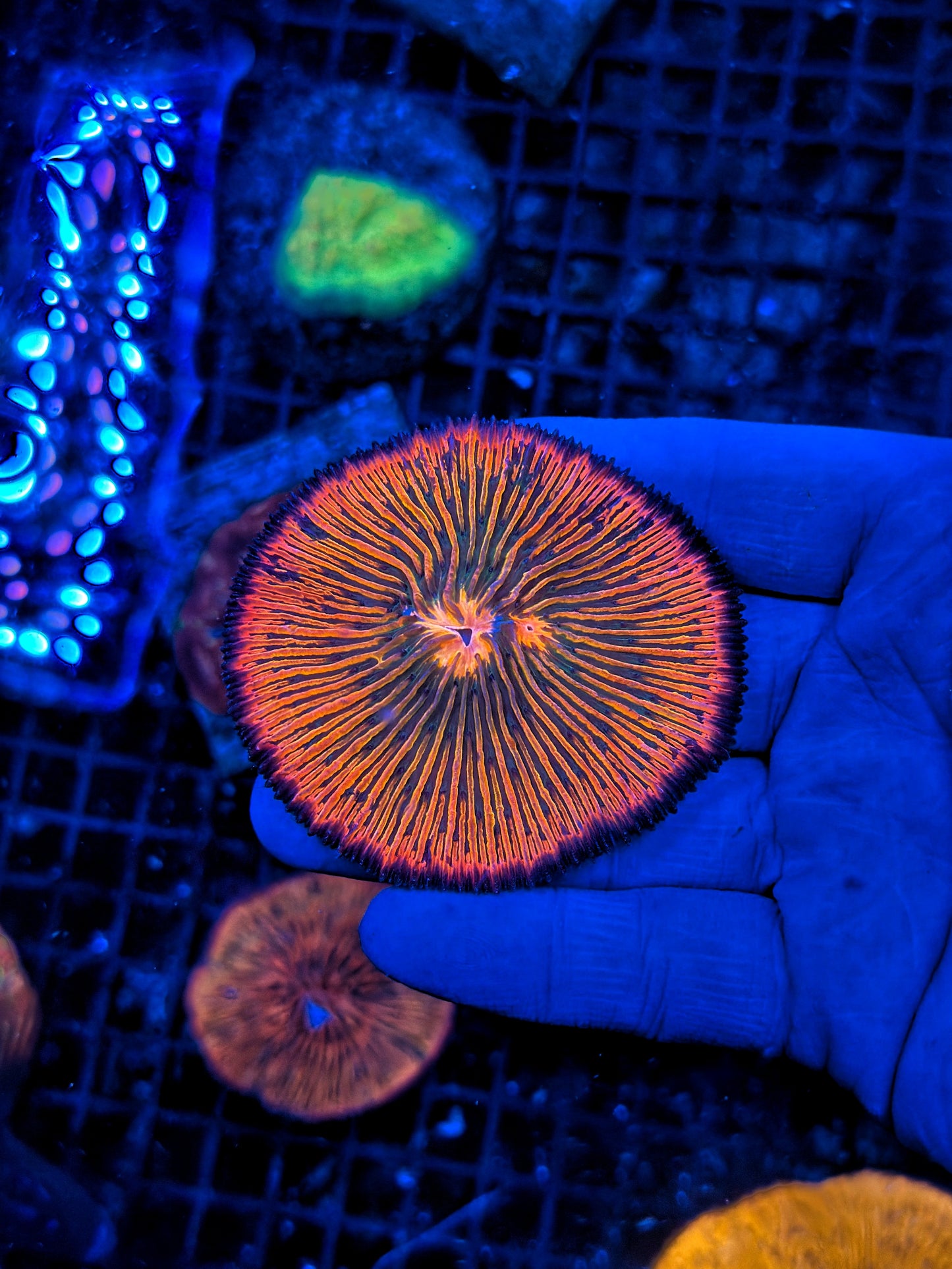 Ultra rainbow plate coral
