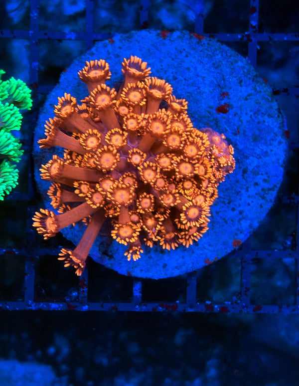 Goniopora