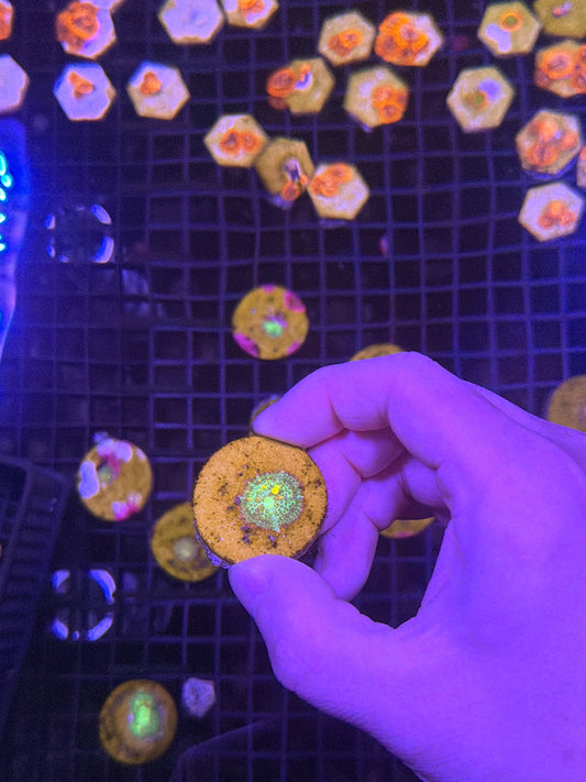 Og Bounce