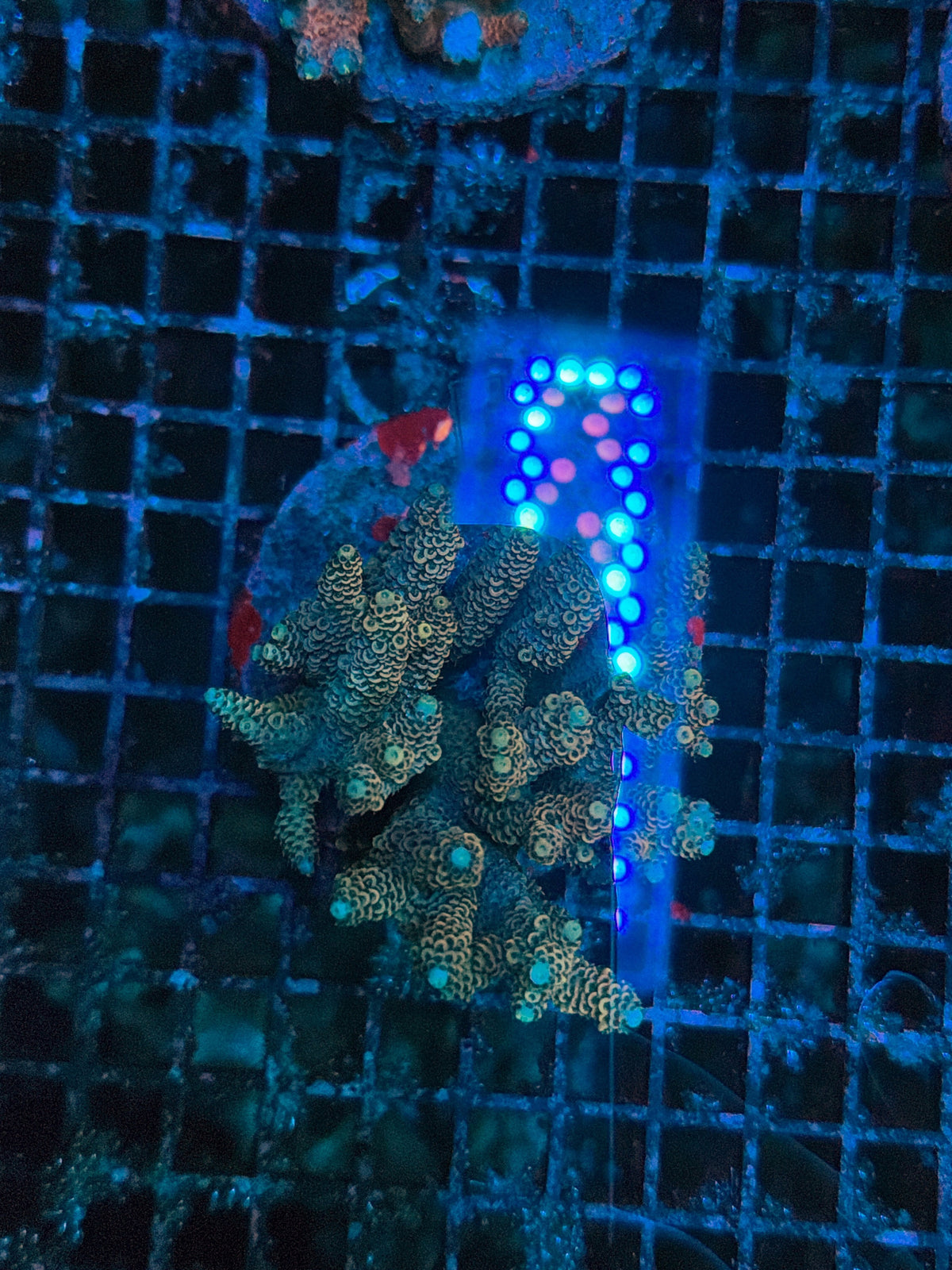 indo premium acro