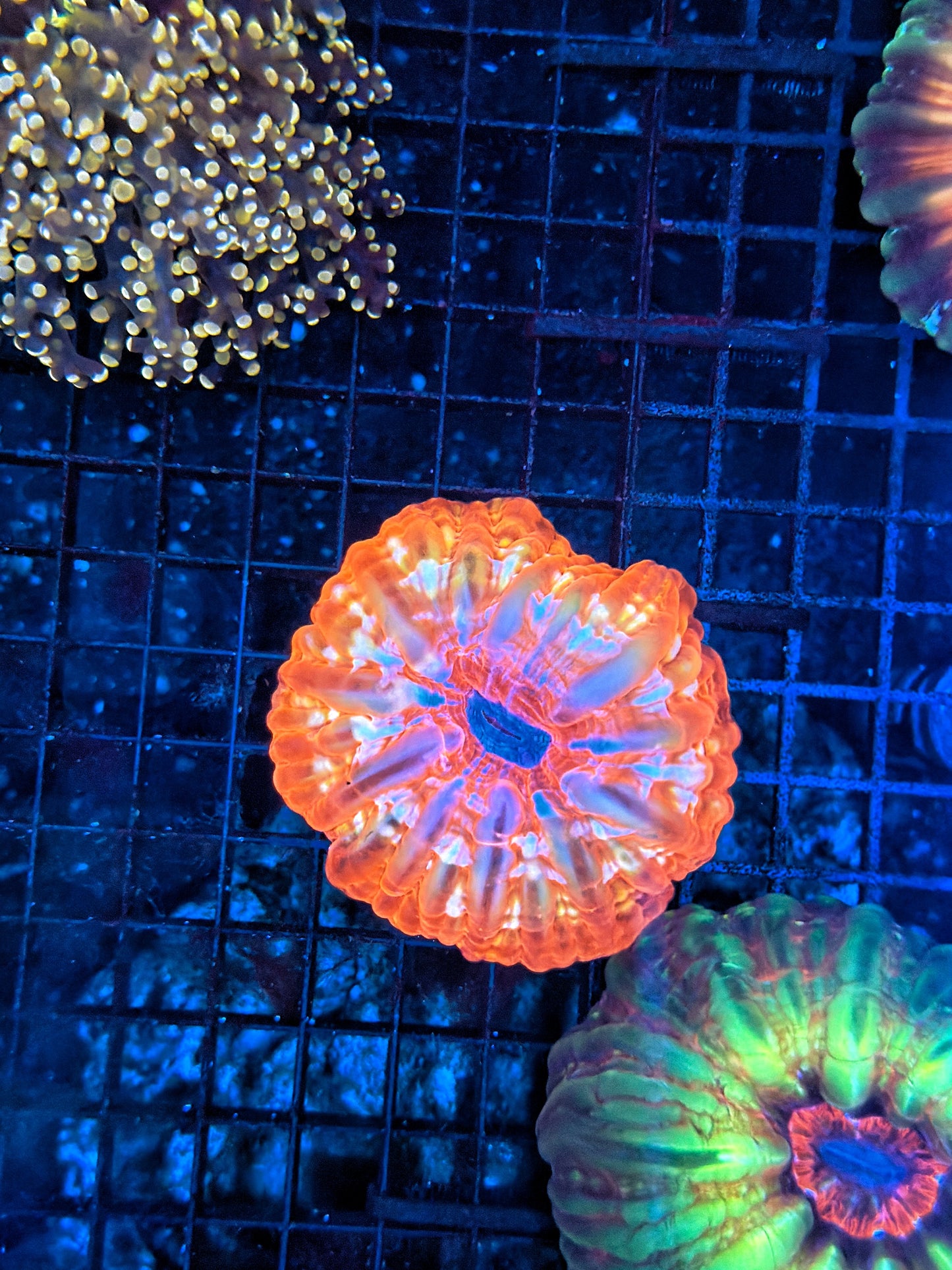Rainbow Cynarina ultra