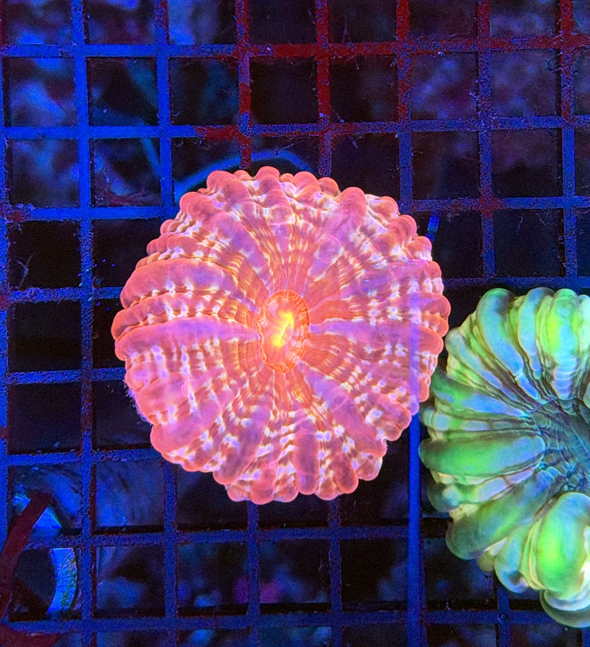 Sp Cynarina