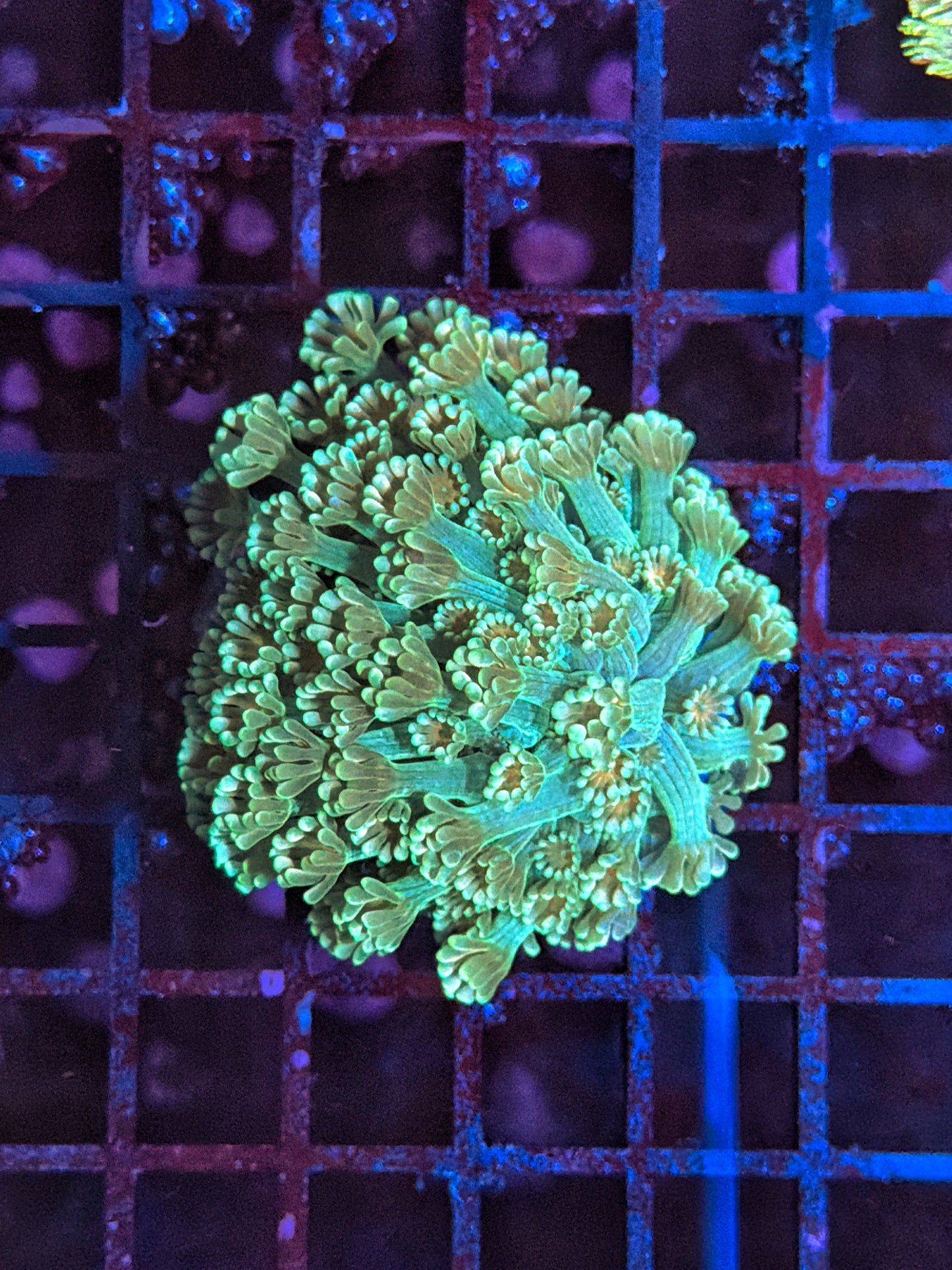 Rainbow alveopora