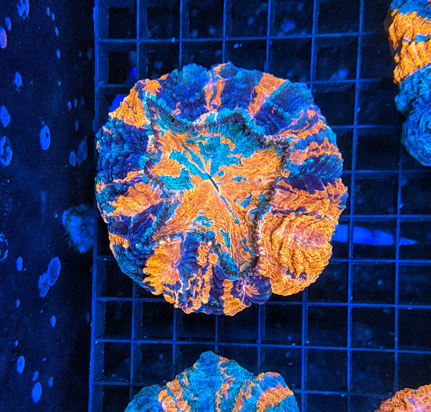 Rainbow Acantho