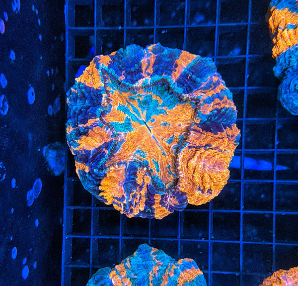 Rainbow Acantho