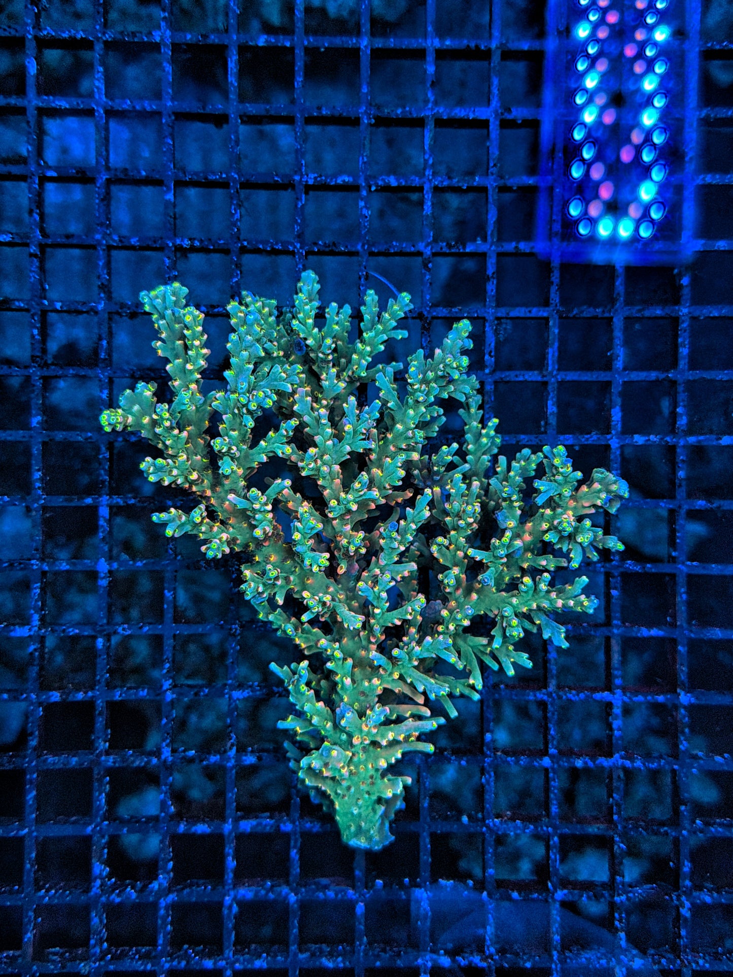 Malay acro
