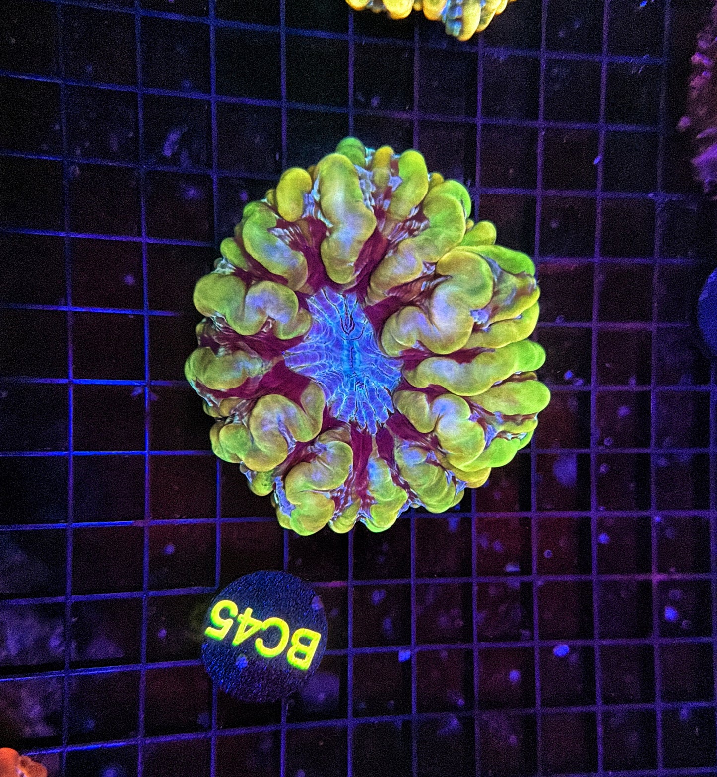 Yellow Cynarina (Must spend $750 on other stuff)