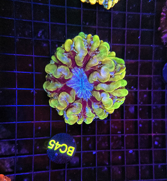 Yellow Cynarina (Must spend $750 on other stuff)