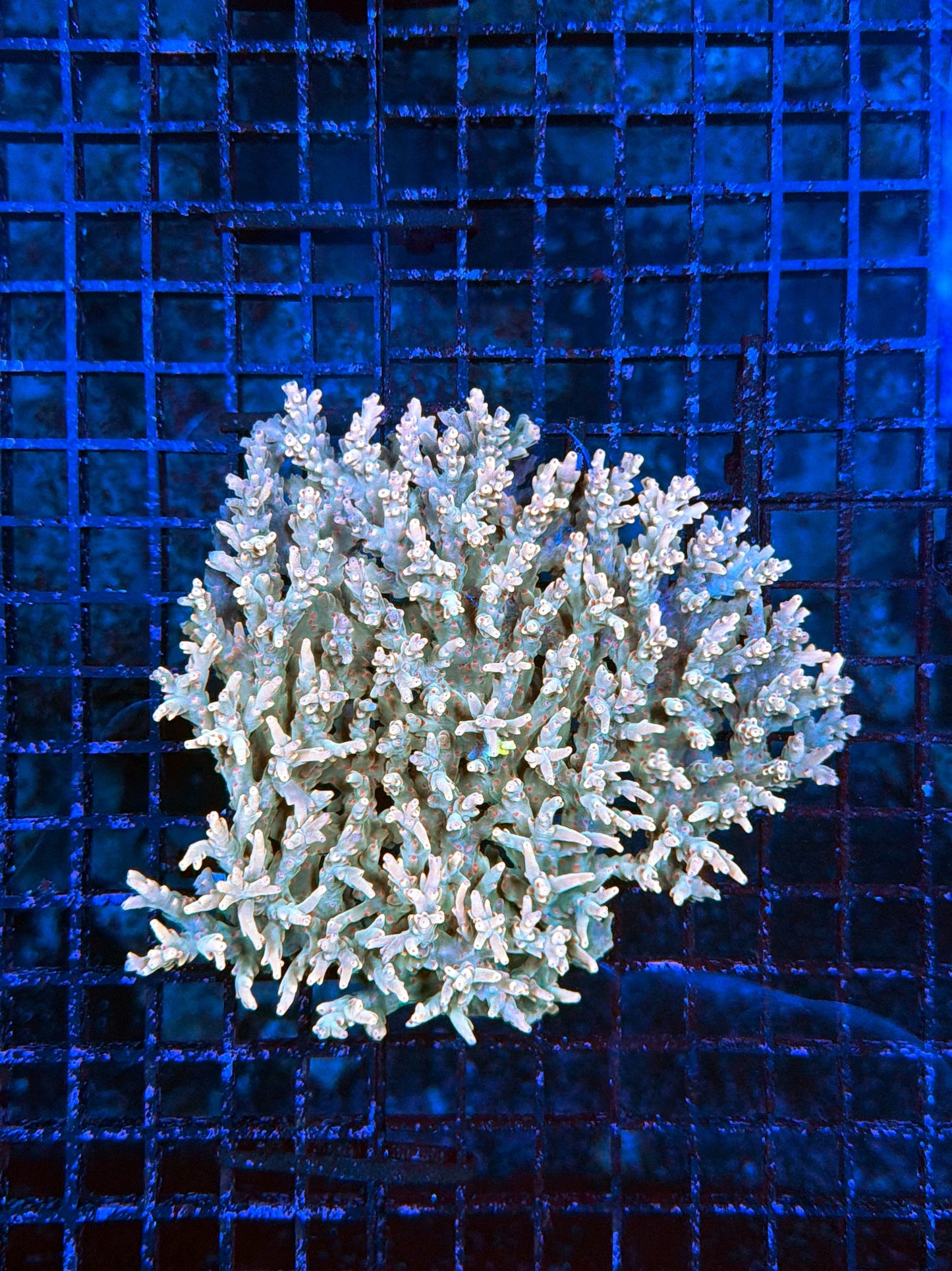 Malay acro