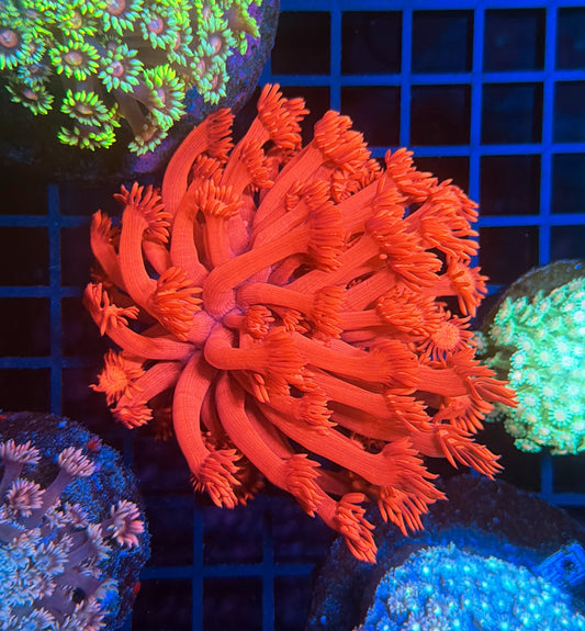 Red goni