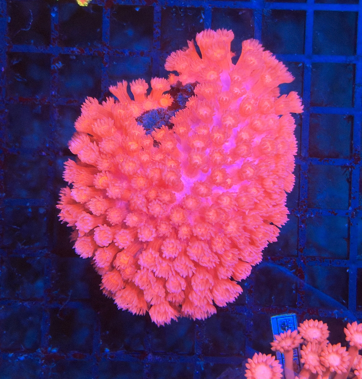 Pink goni