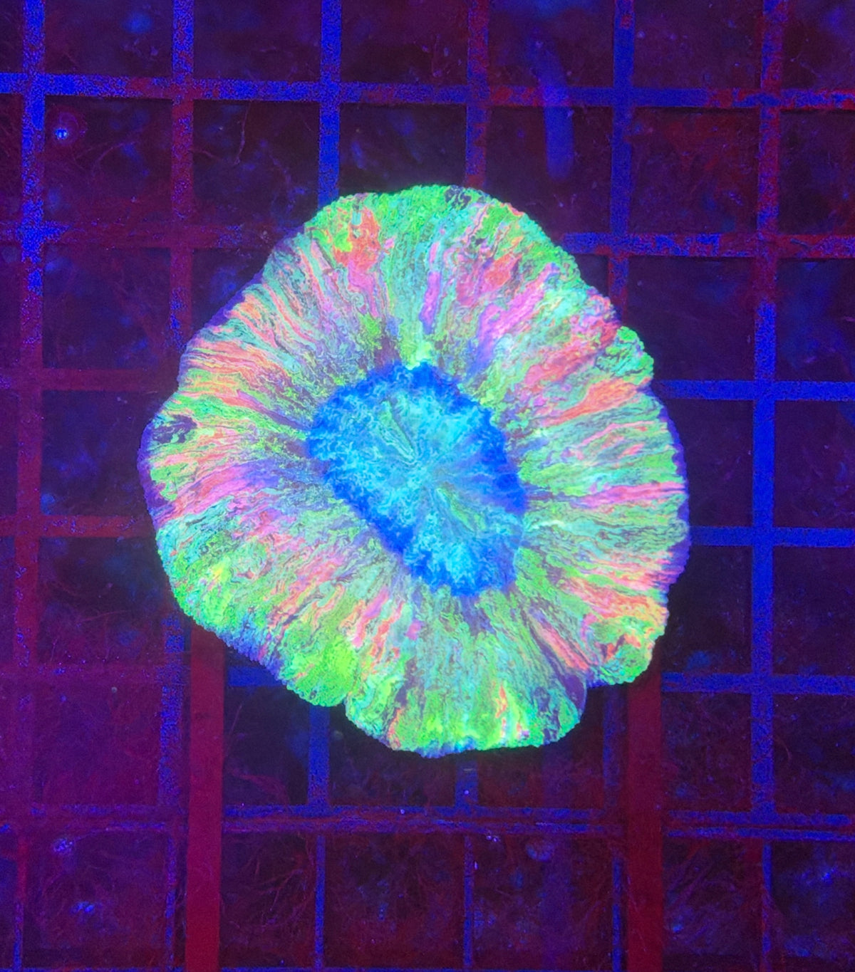 Ultra rainbow trachy