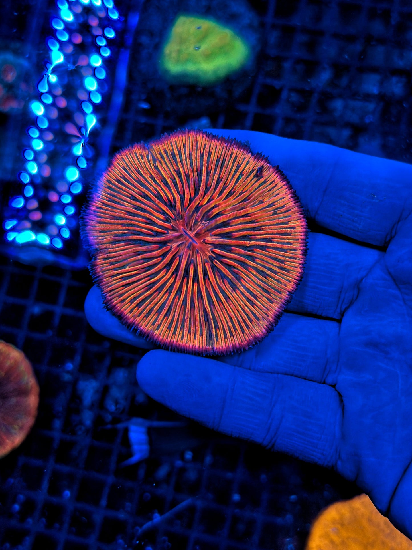 Ultra rainbow plate coral