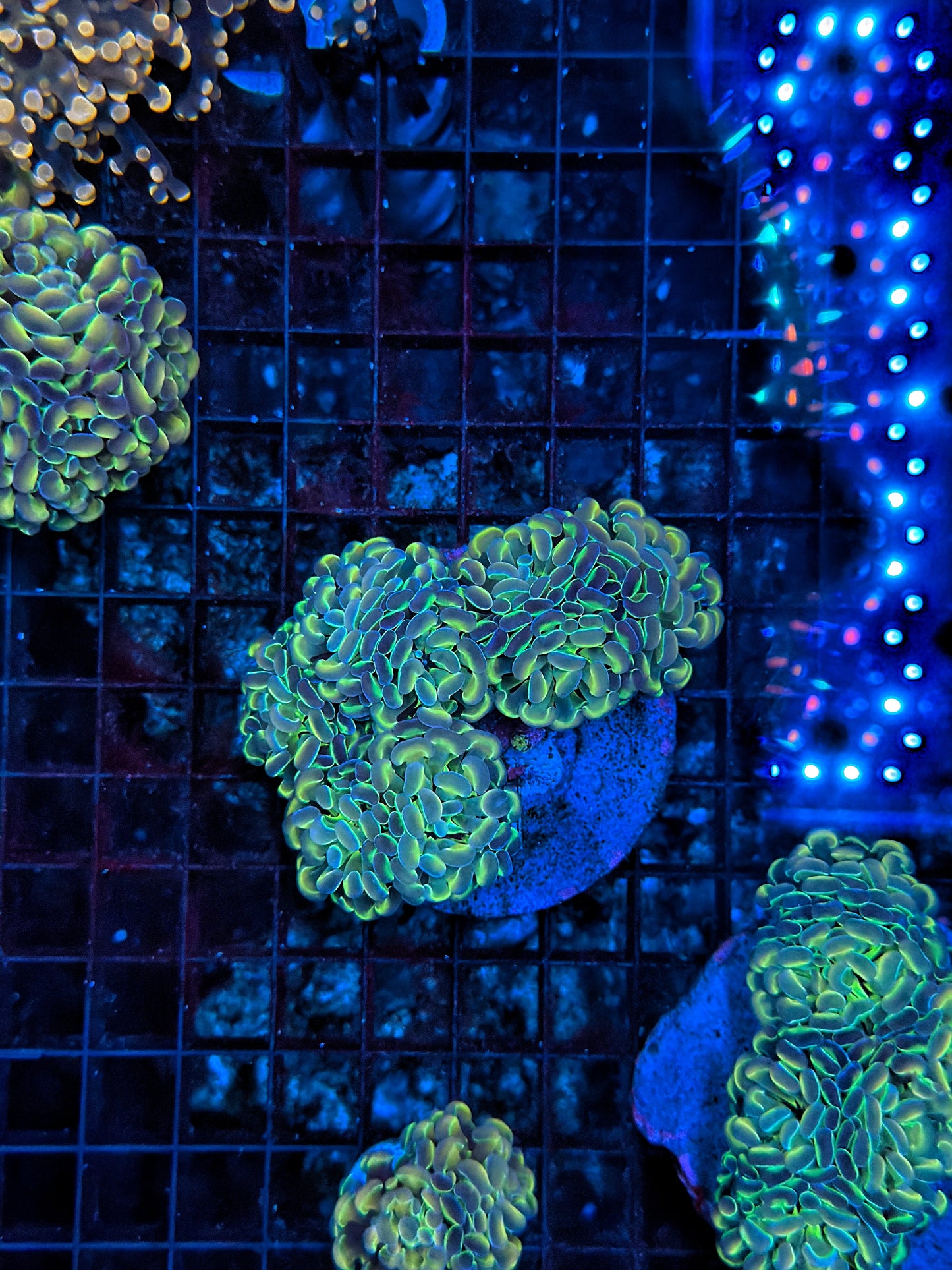 Hologram Colony