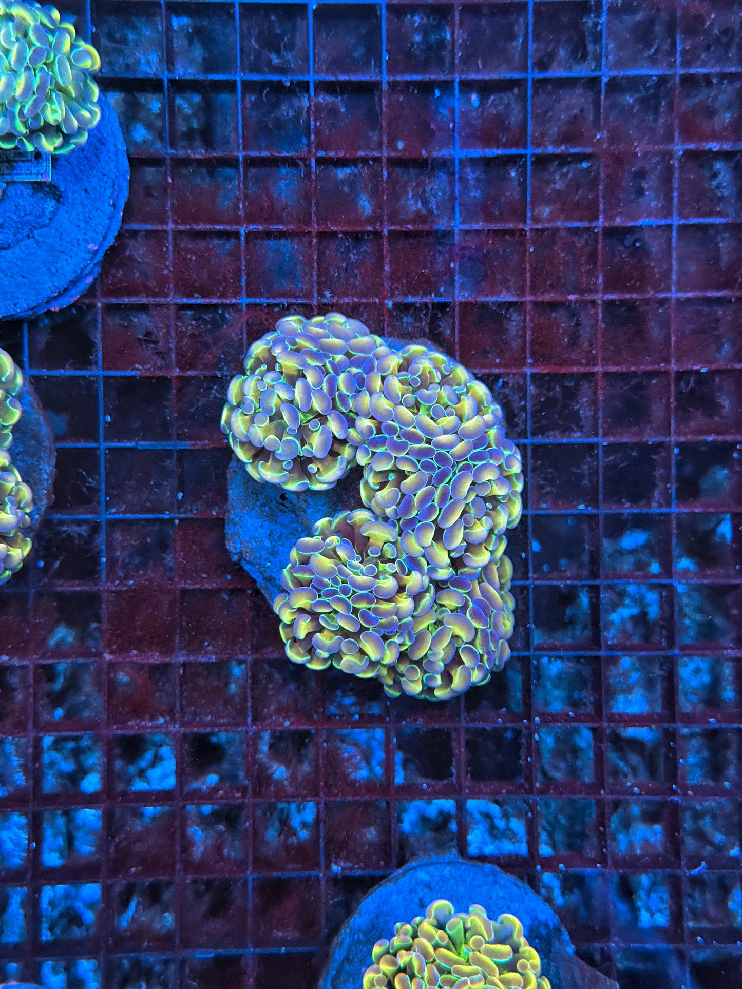 Hologram Colony