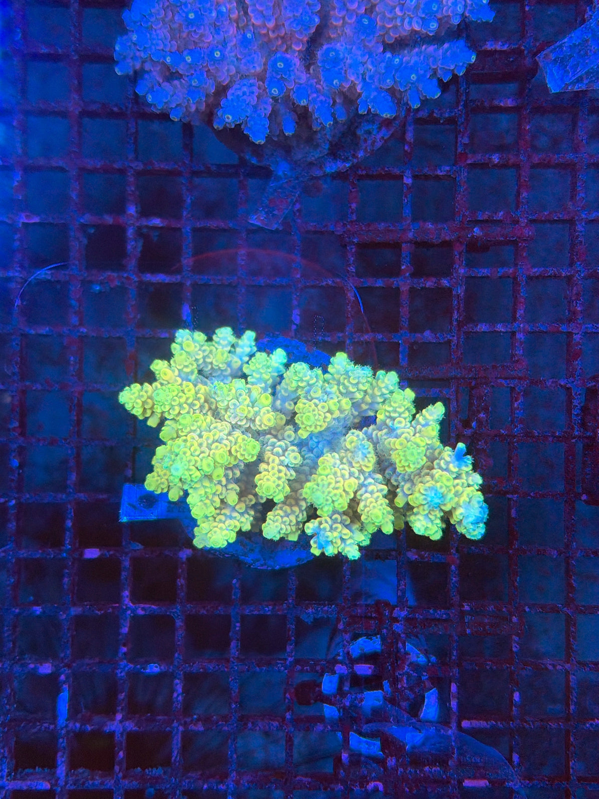 Indo Premium Acro