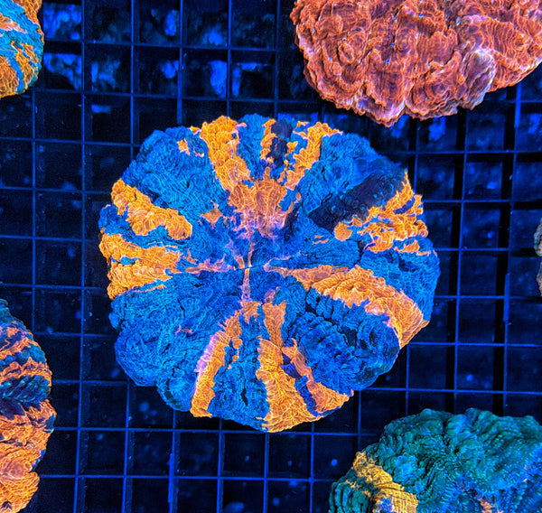 Rainbow Acantho