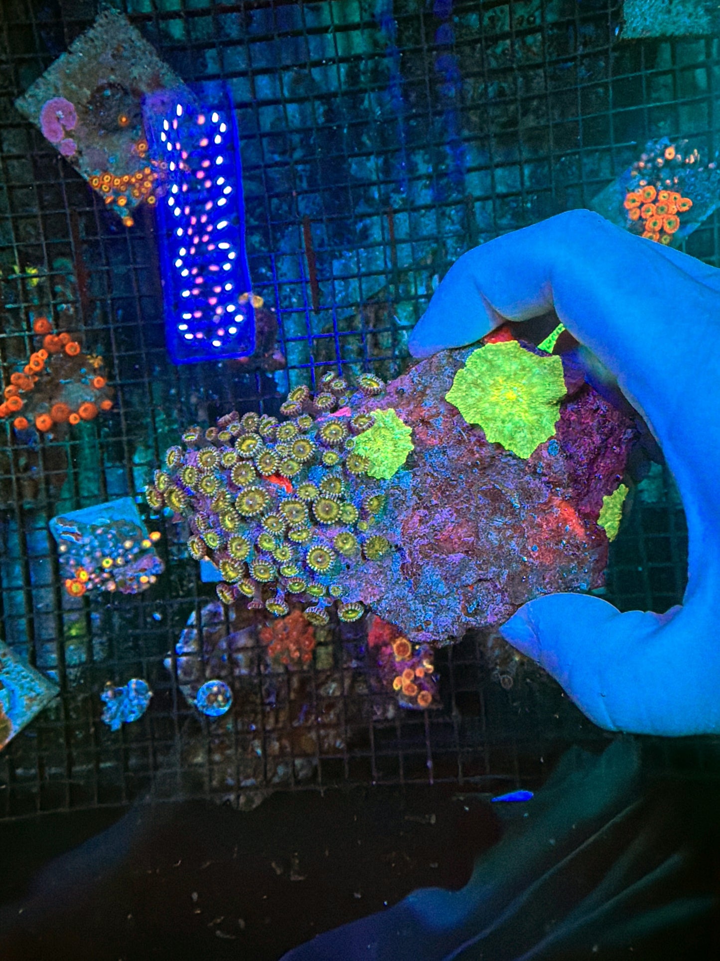 Zoa and mushroom rock