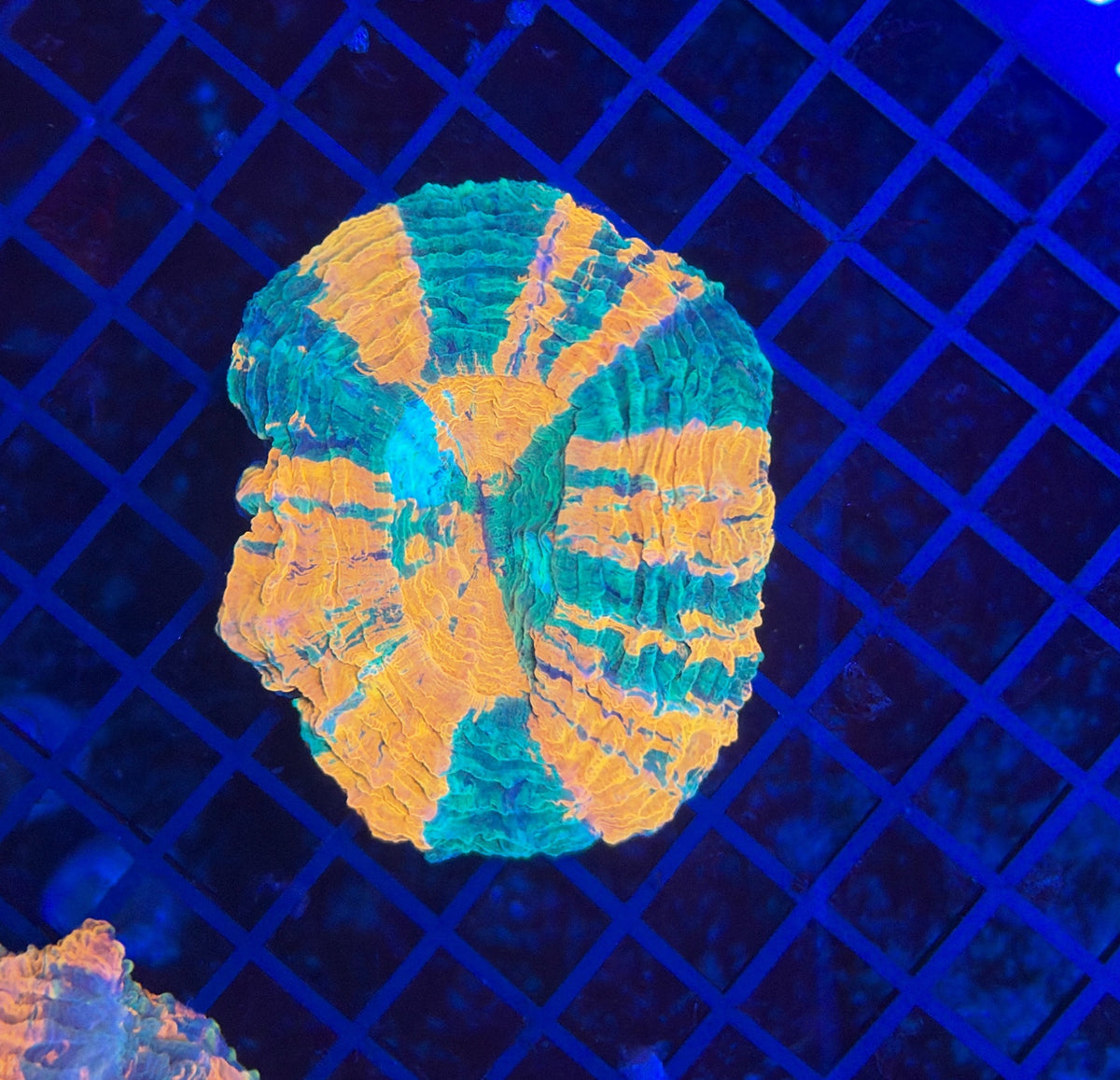 Rainbow Acantho
