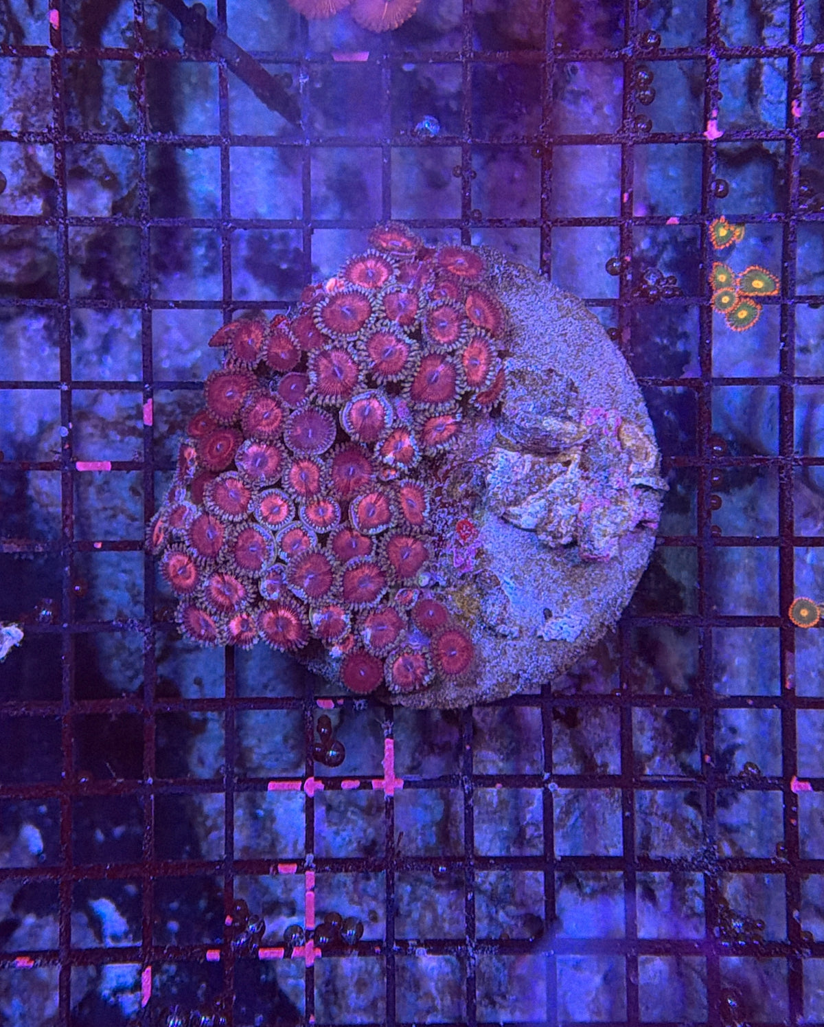 Rainbow zoa clearance