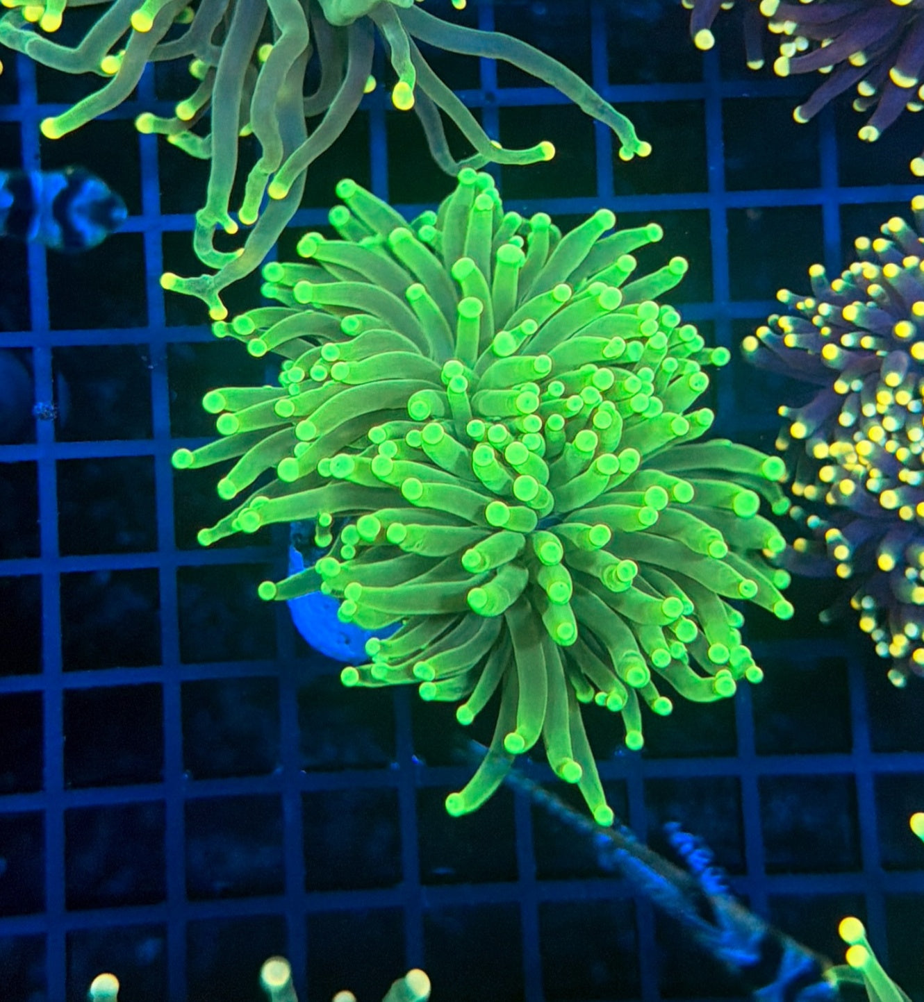 Malay SP Green Torch L