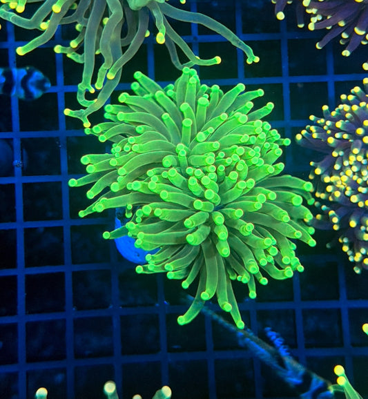 Malay SP Green Torch L