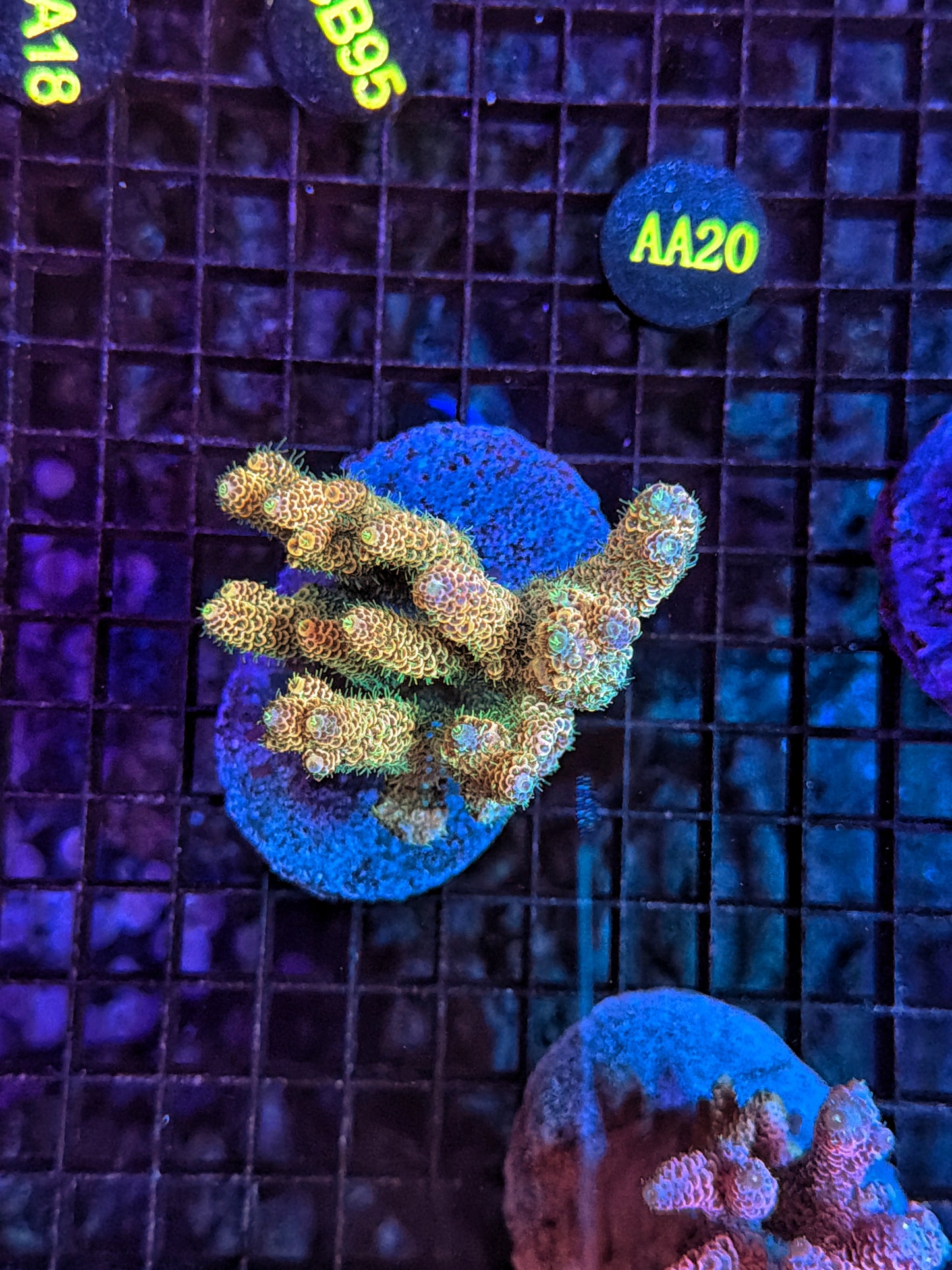 Indo Premium Acro