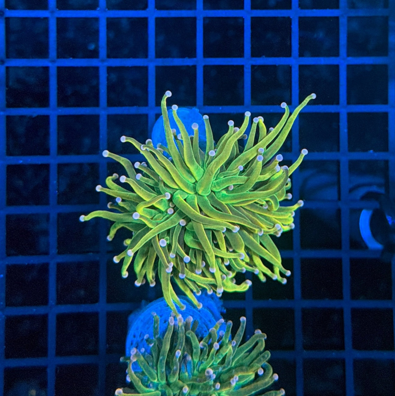 Malay pink tip hg cultured with decent flesh band