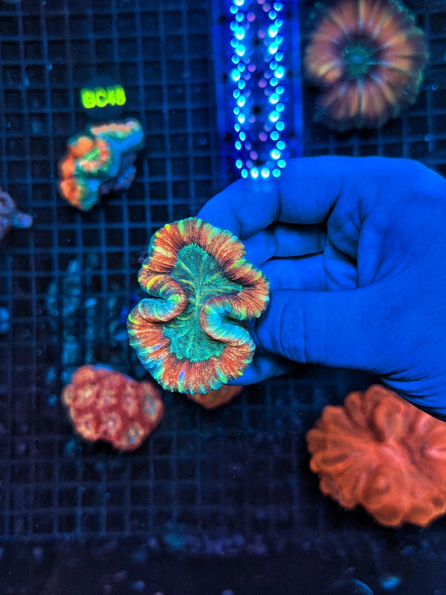 Rainbow Trachy