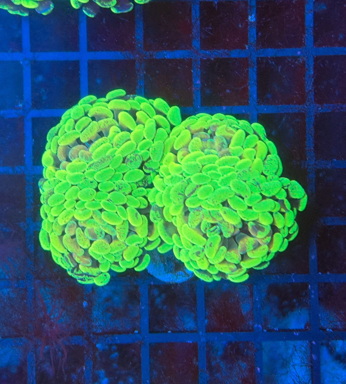 Toxic splatter hammer S