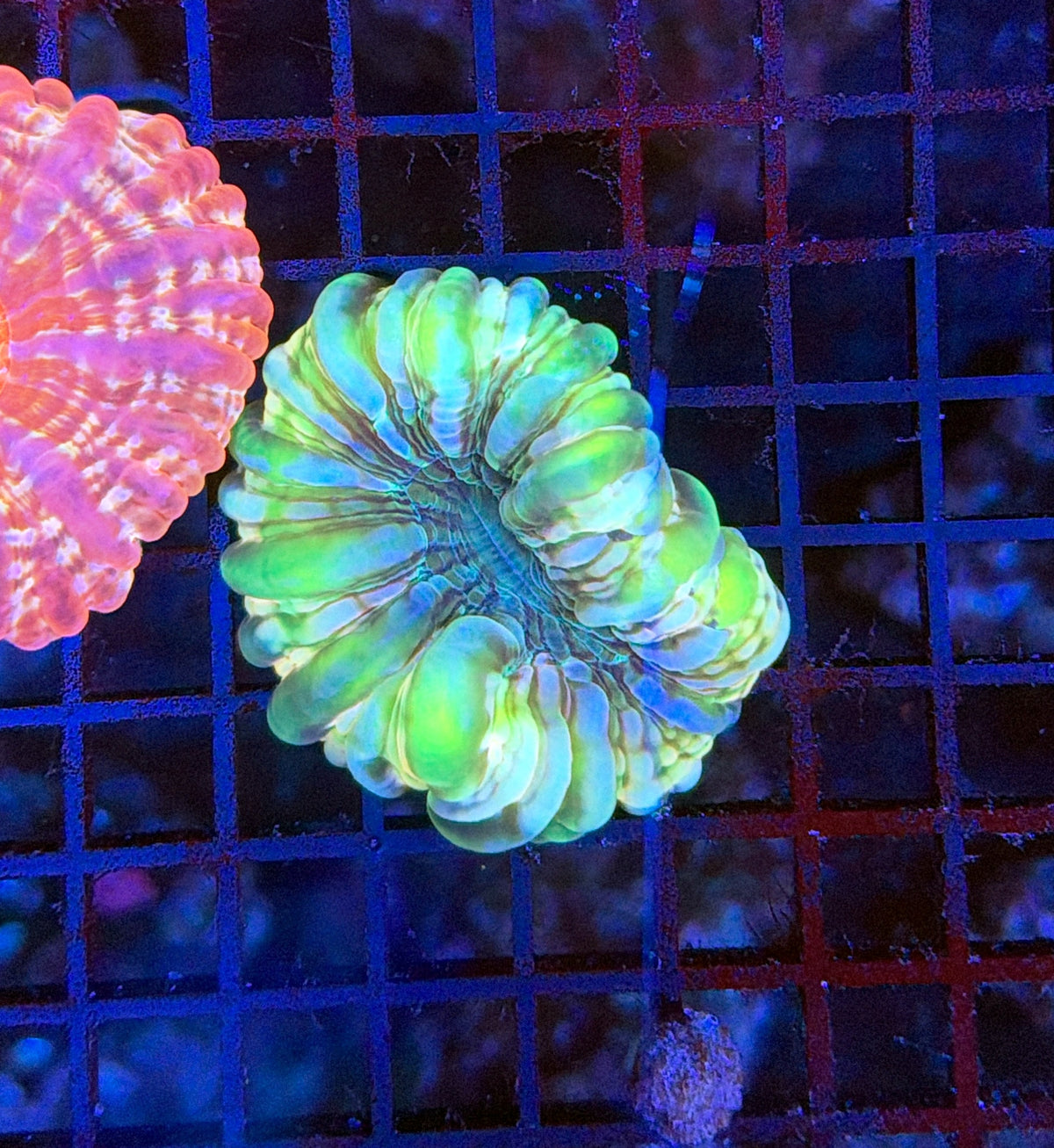 Sp Cynarina