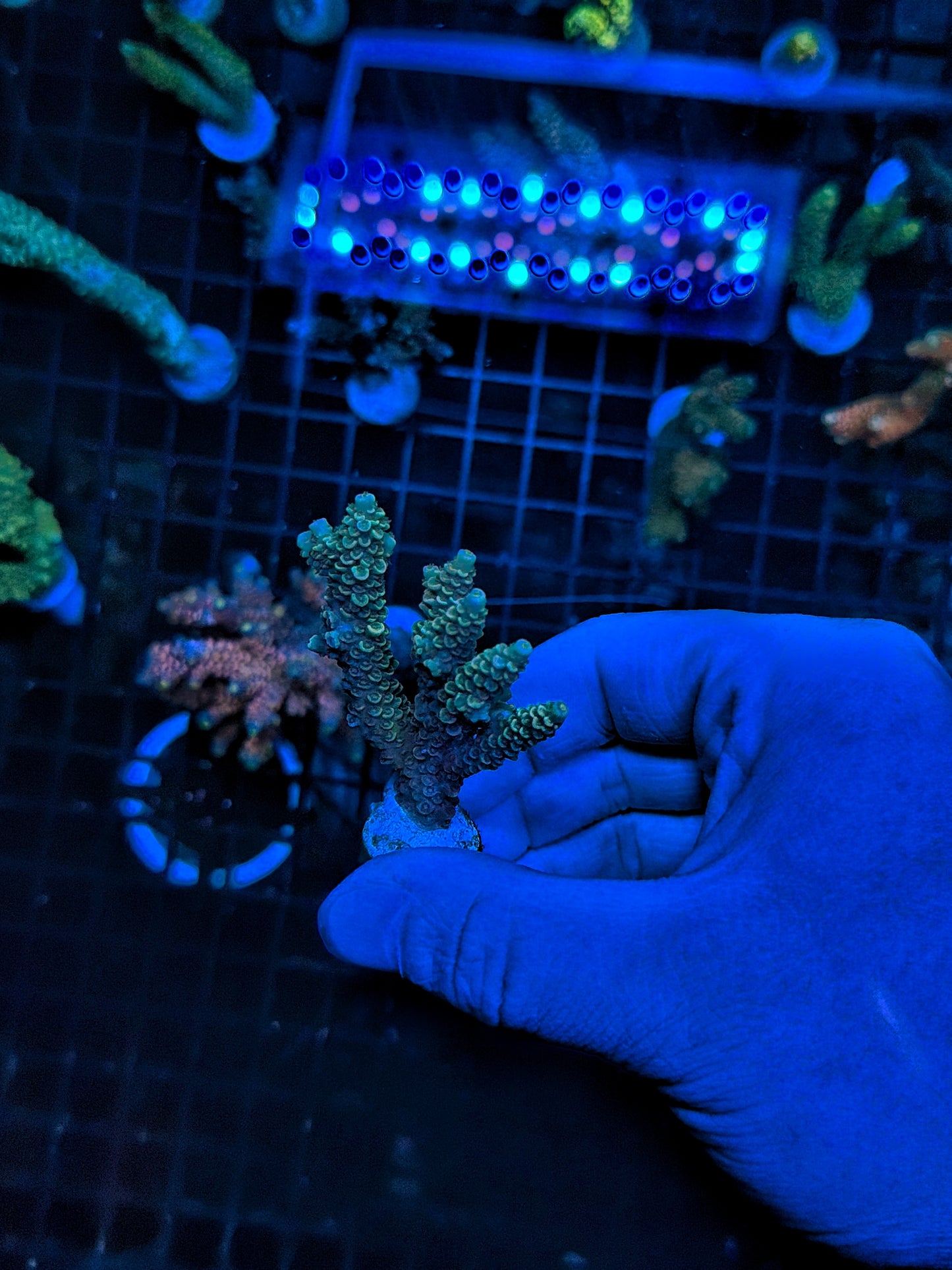 Tenius frag