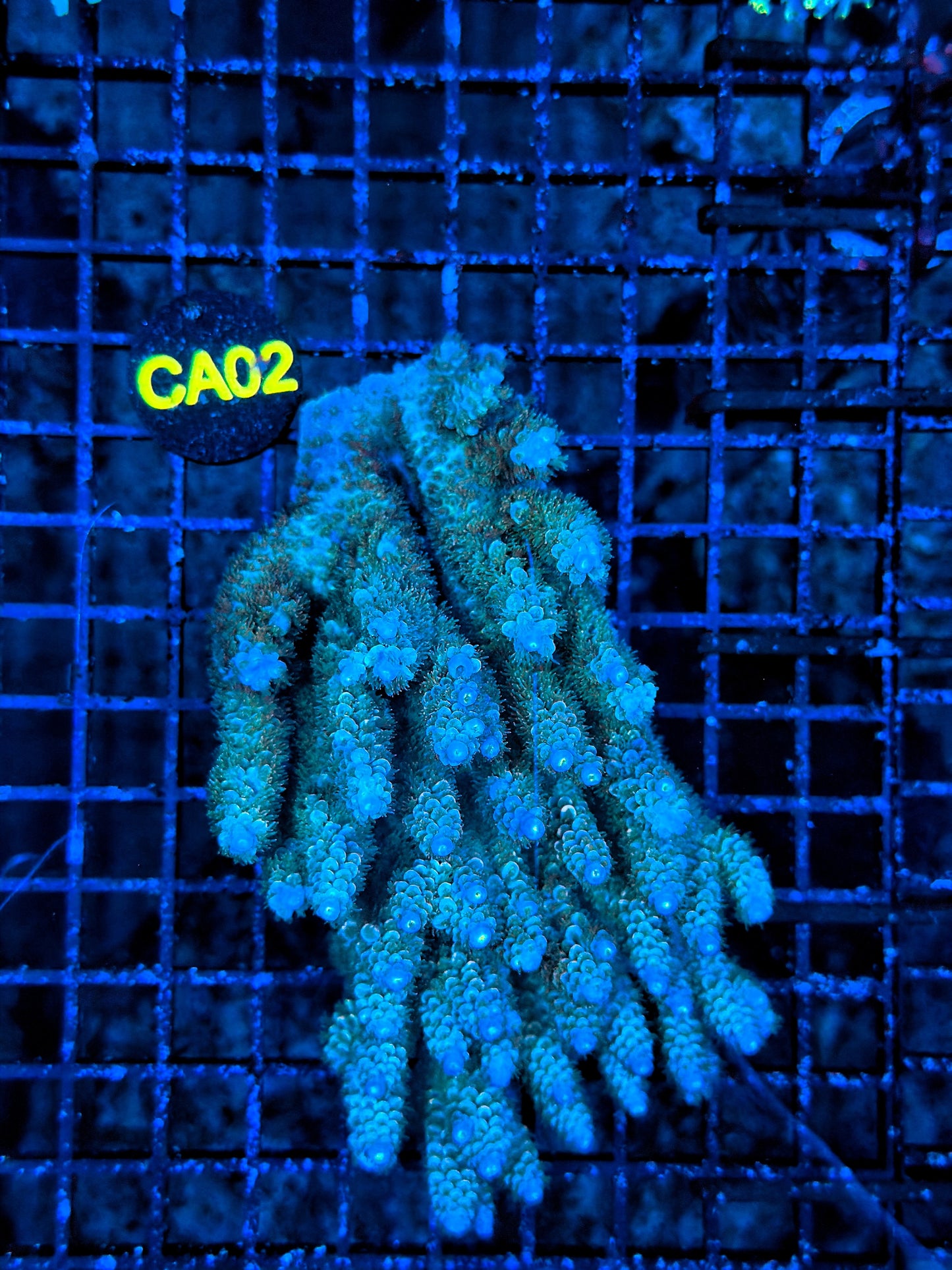 Malay Acro