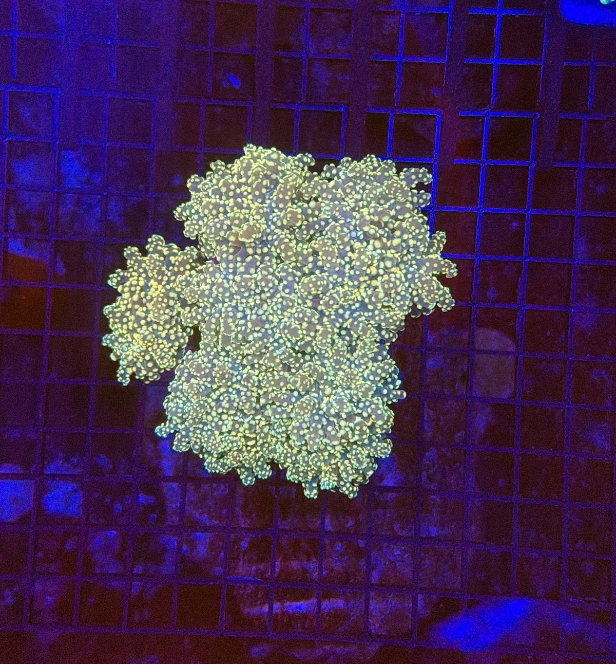 Frogspwan colony 4-8 heads