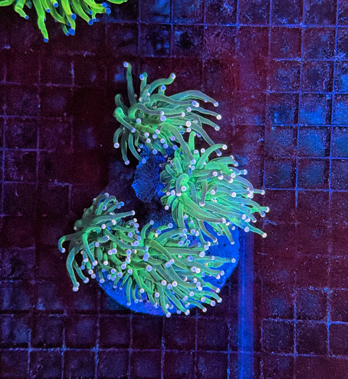 Indo Green Torch colony 4-6 head colony