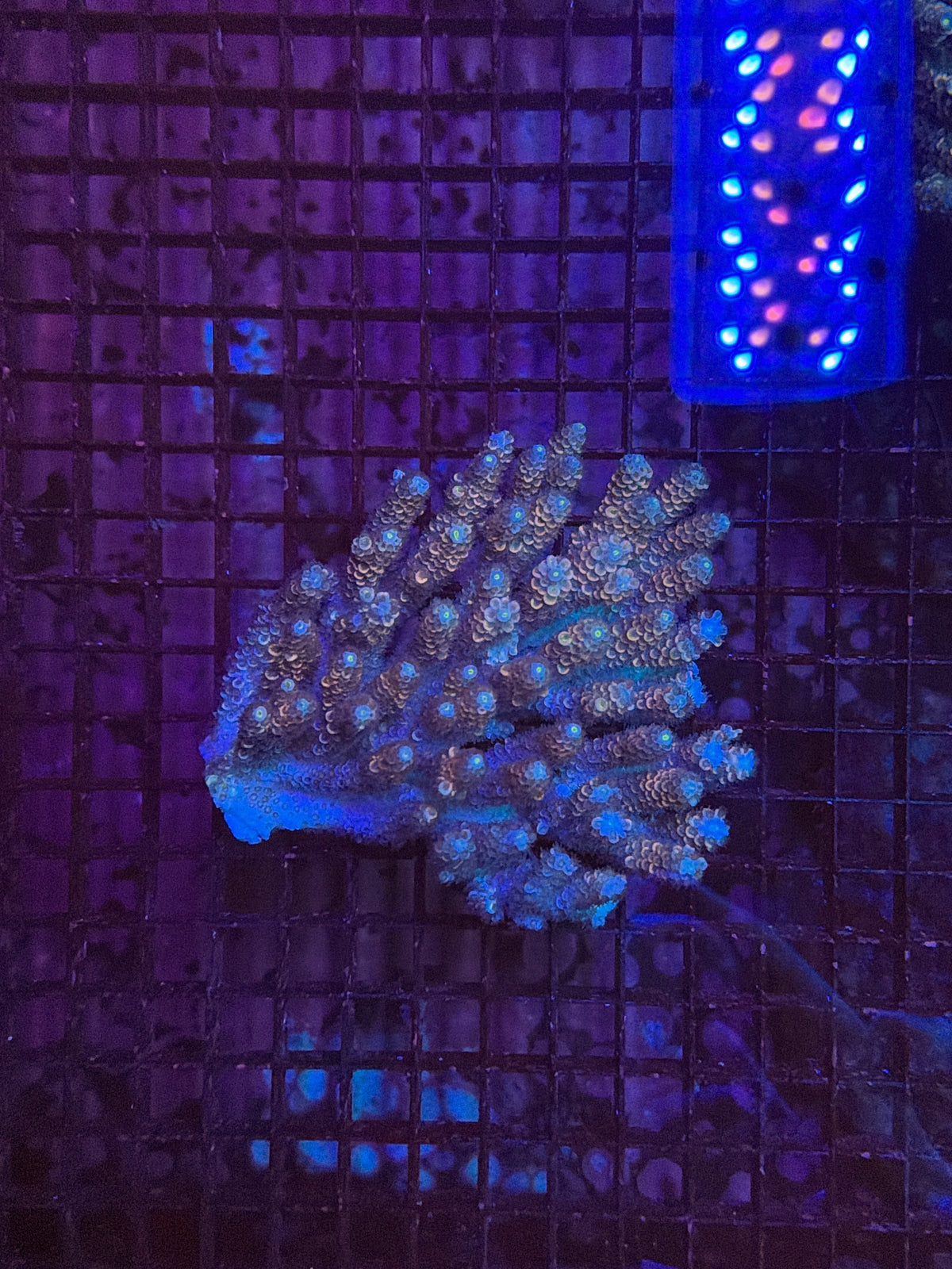 Malay Tenius