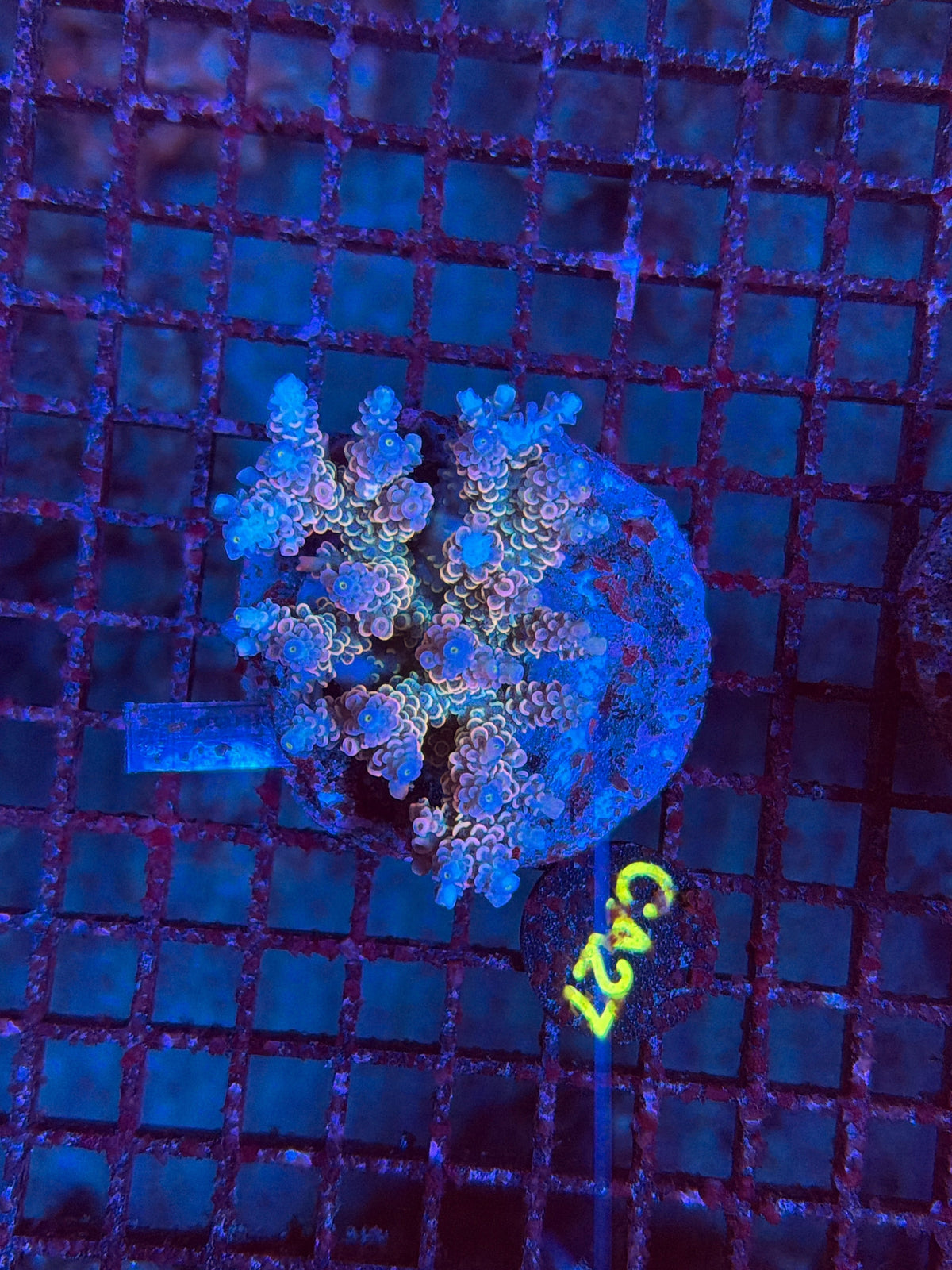 Indo Premium Acro