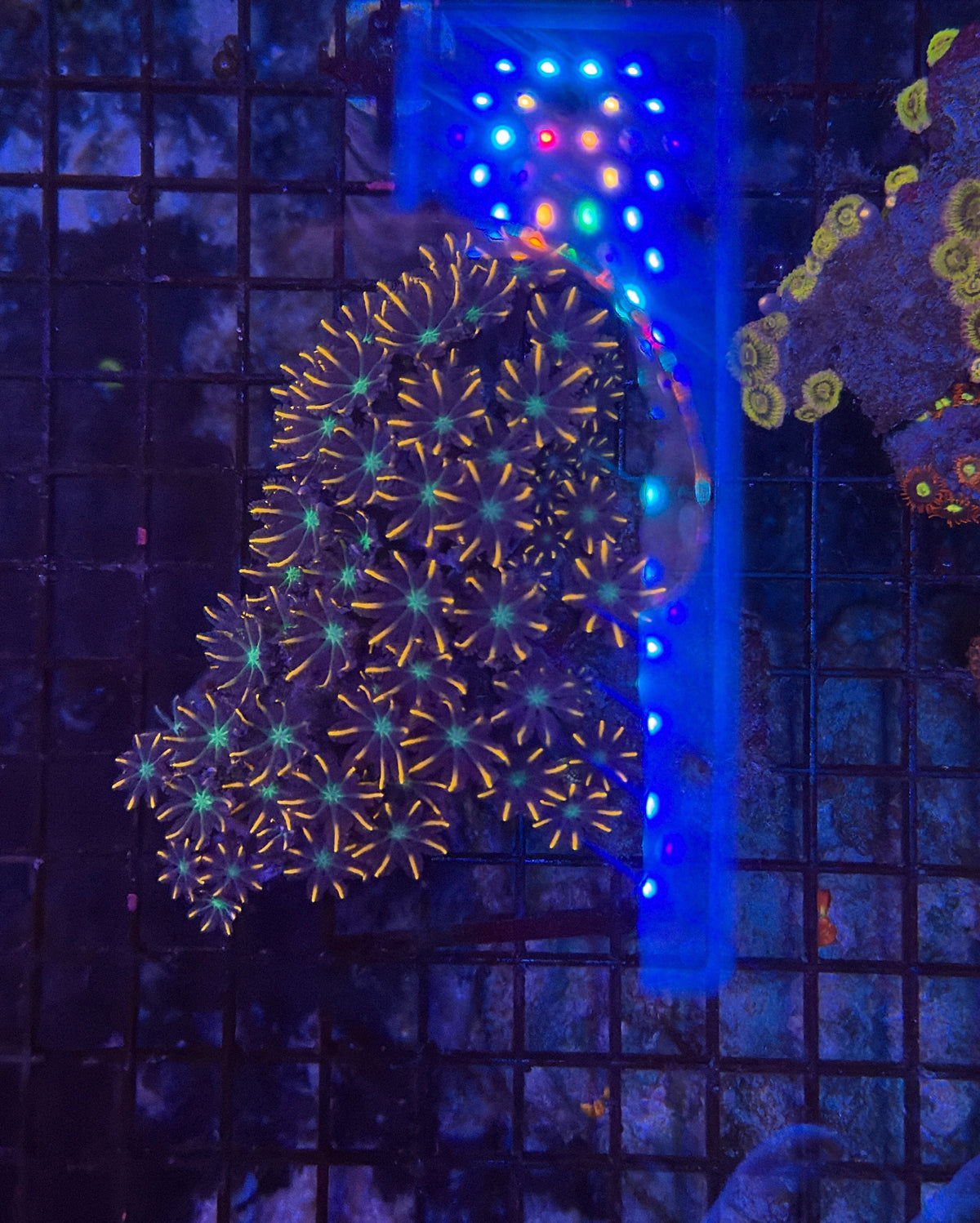fire work cloves clearance