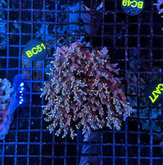 Malay Acro