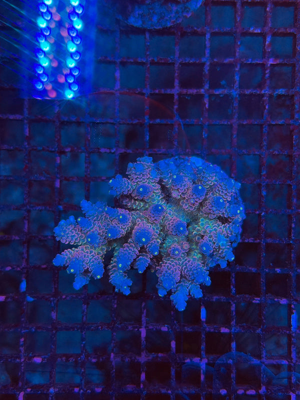 Indo Premium Acro