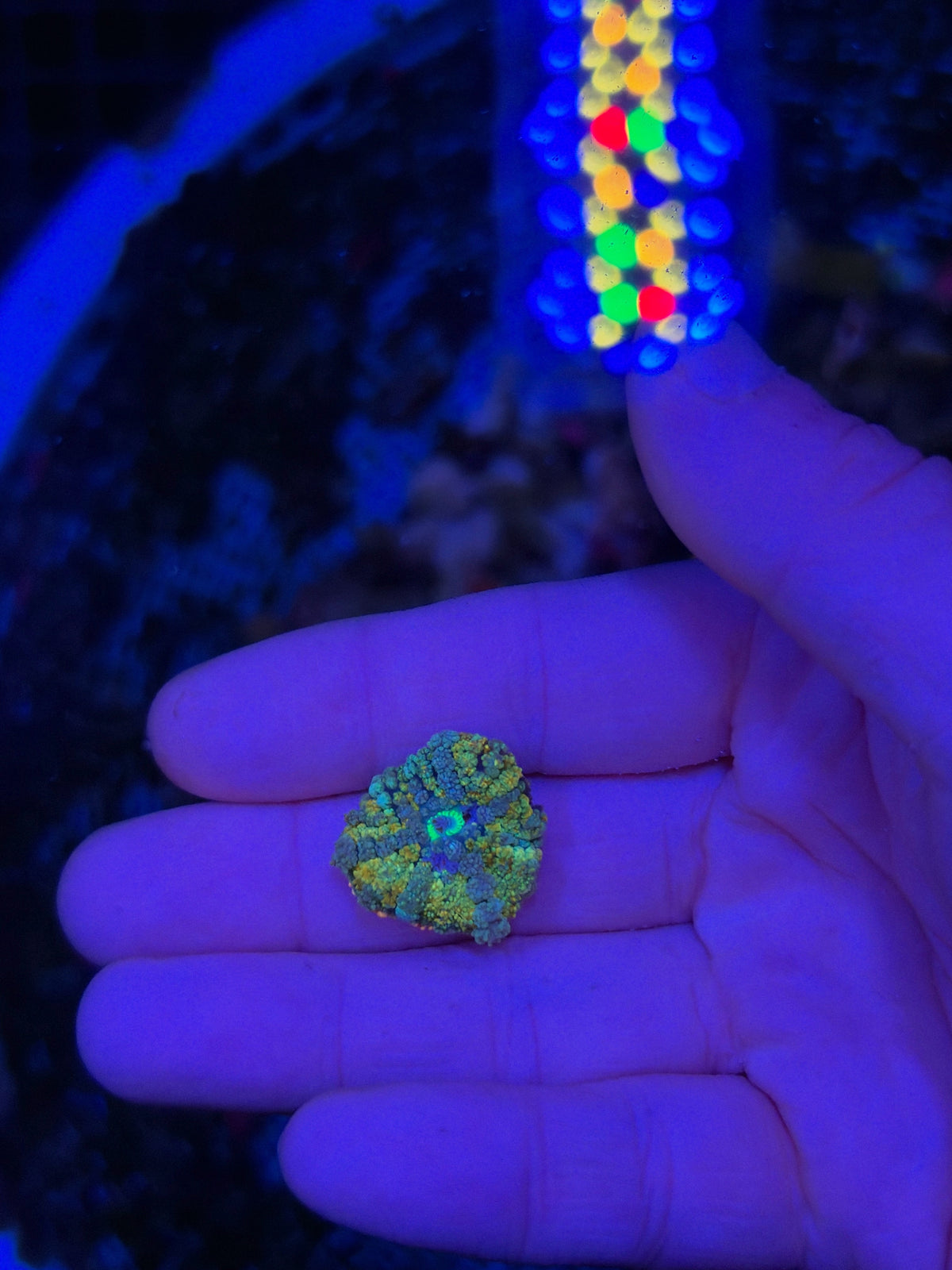 Rainbow frank clearance