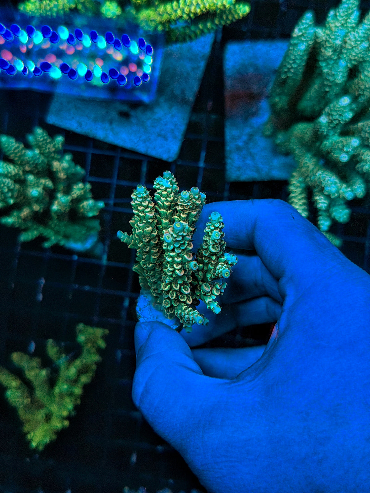 Tenius mini colony