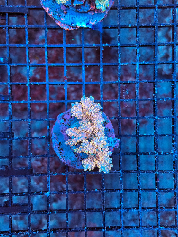 Indo Premium acro