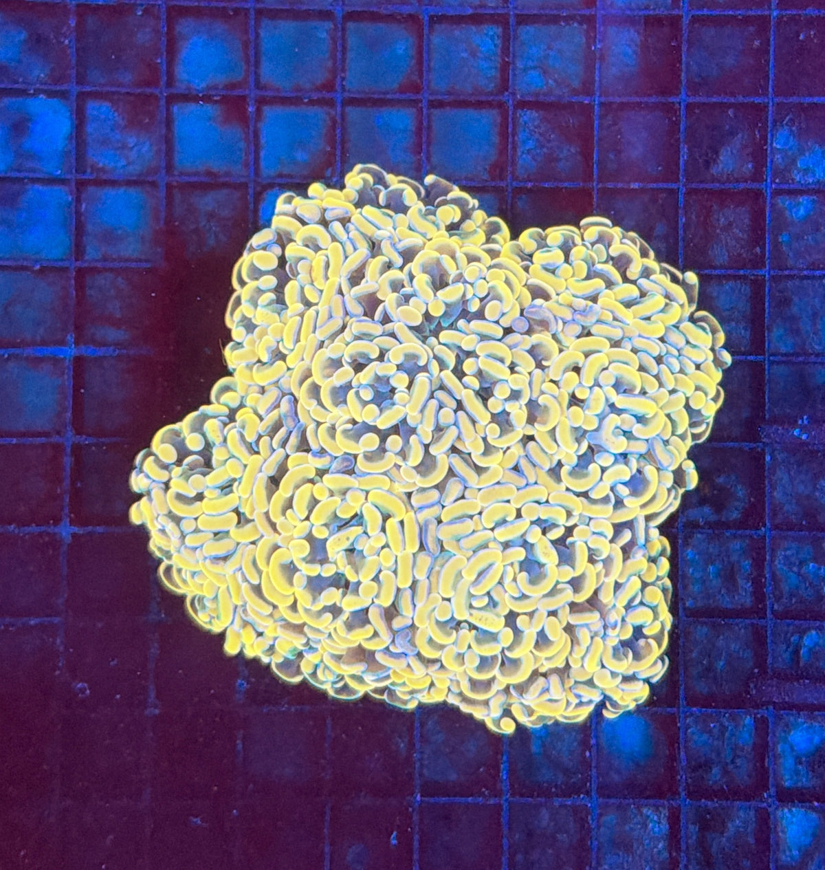 Indo SP Hammer colony