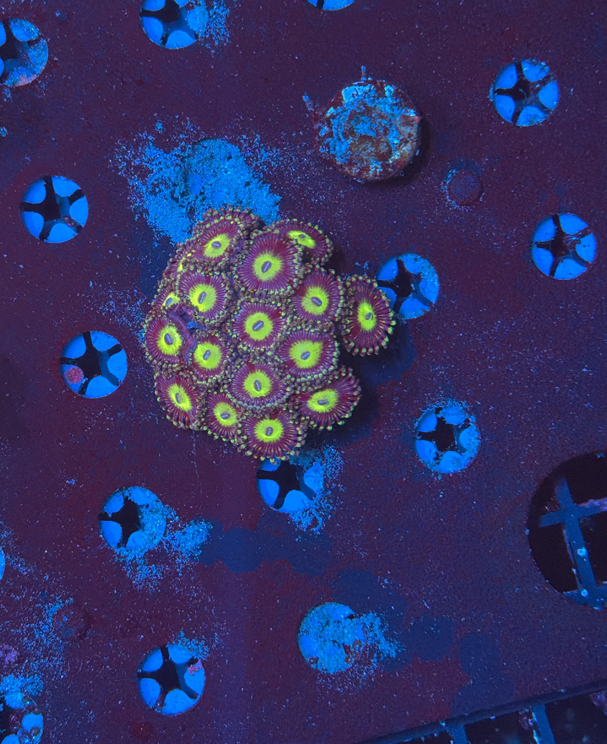 Zoa Frag