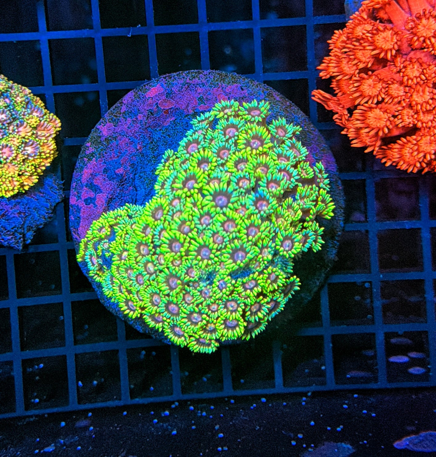 Graft color goni