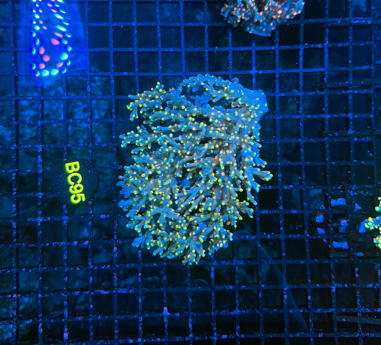 Malay Acro